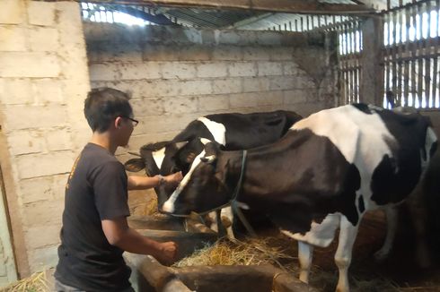 Harga Pakan Konsentrat Sapi Terus Naik, Kondisi Peternak Mulai Memprihatinkan