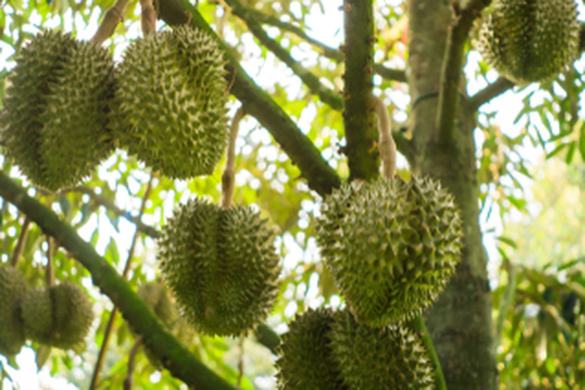 Ilustrasi tanaman durian
