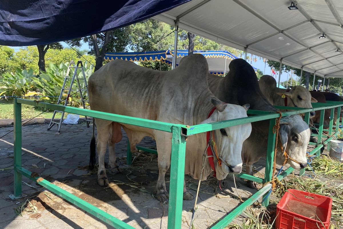 Sapi milik Presiden Jokowi, di Masjid Al Akbar Surabaya, Minggu (16/6/2024).