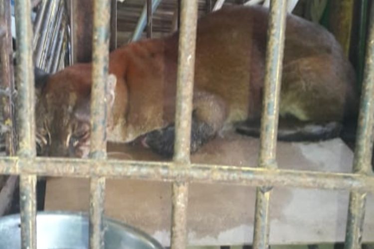 Rare golden cat dies in captivity