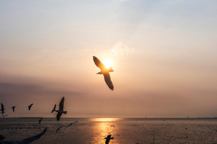 Studi terbaru mengungkap polutan laut seperti merkuri dan PFAS merusak mitokondria burung laut. Simak selengkapnya.