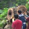 Pohon Trembesi Roboh Timpa Pengendara Motor, Satu Tewas, 2 Kritis