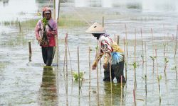 ADHI Rehabilitasi 125 Hektar Lahan Mangrove di Karawang