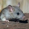 Jangan Abaikan, Ini Tanda-tanda Tikus Mulai Bersarang di Rumah