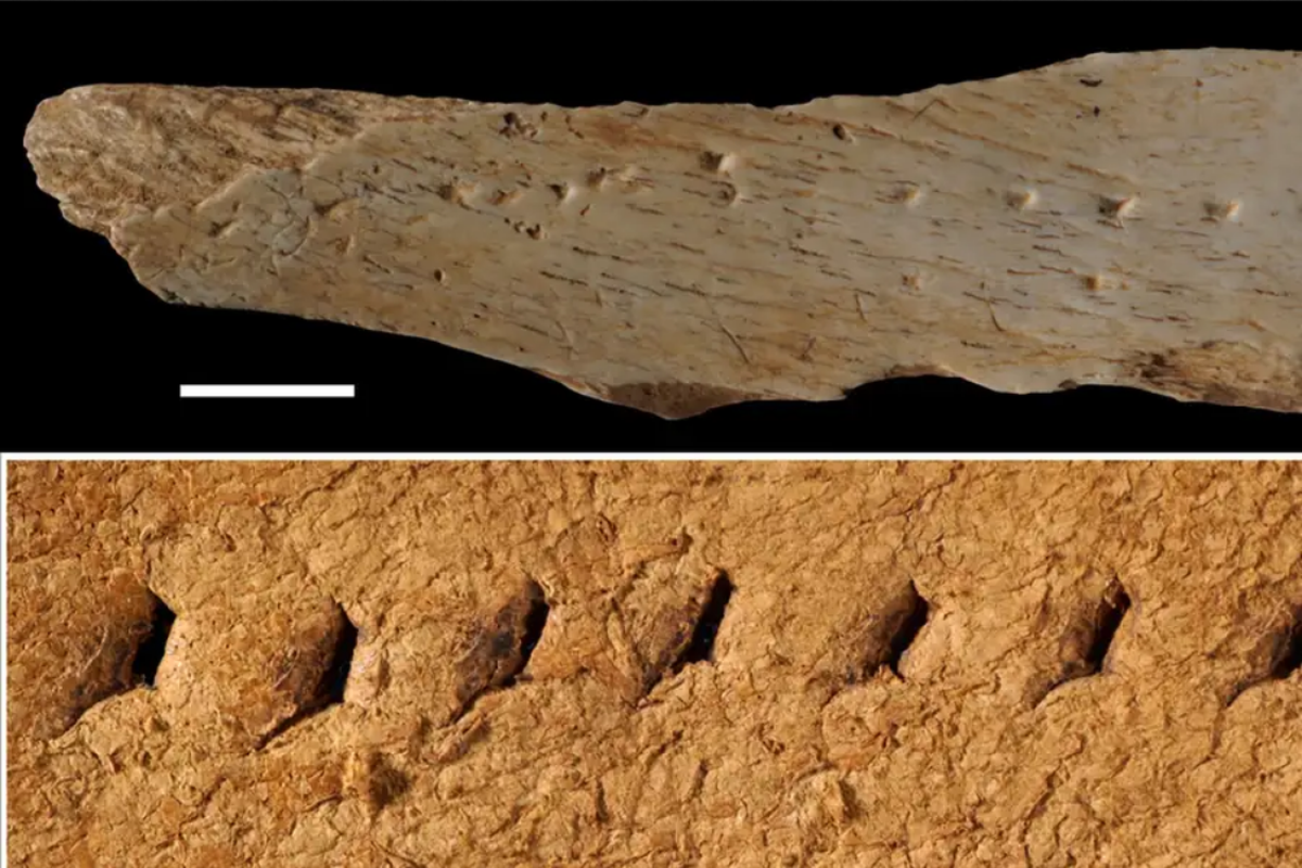 Tulang berusia 39.600 tahun kemungkinan dipakai untuk melubangi kulit yang akan digunakan untuk pakaian. Temuan ini menunjukkan sejak kapan manusia mulai menggunakan kulit sebagai pakaian.