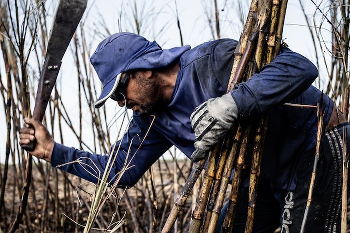 Ilustrasi panen tebu