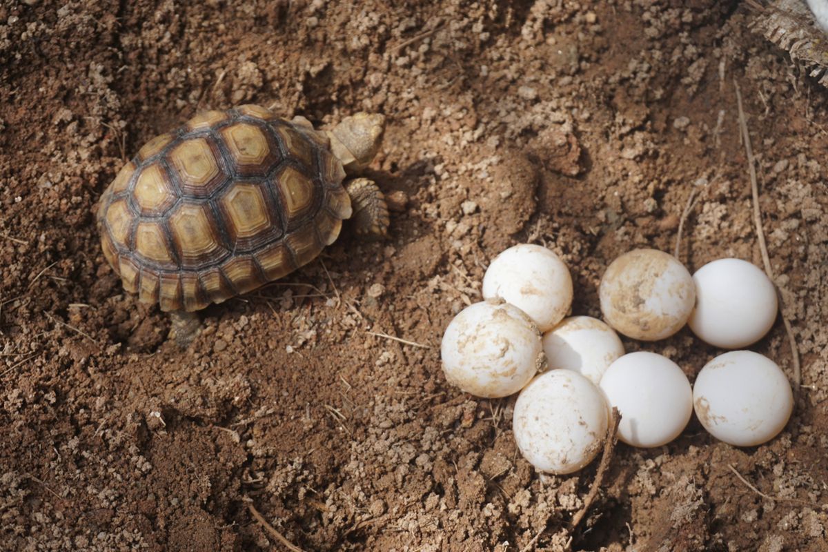 Kura-kura berkembang biar dengan bertelur