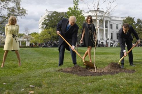 Pohon yang Ditanam Trump dan Macron di Halaman Gedung Putih Lenyap
