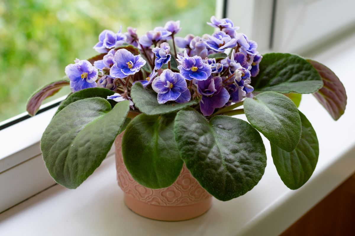 Ilustrasi tanaman hias African Violet atau violet Afrika. 