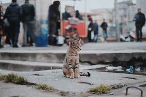 Populasi Kucing Liar di Jakarta Tembus 300.000 Ekor, Ini Strategi Pengendalian Pemprov DKI