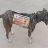 Para Caleg India Gunakan Anjing Liar sebagai Papan Iklan Berjalan