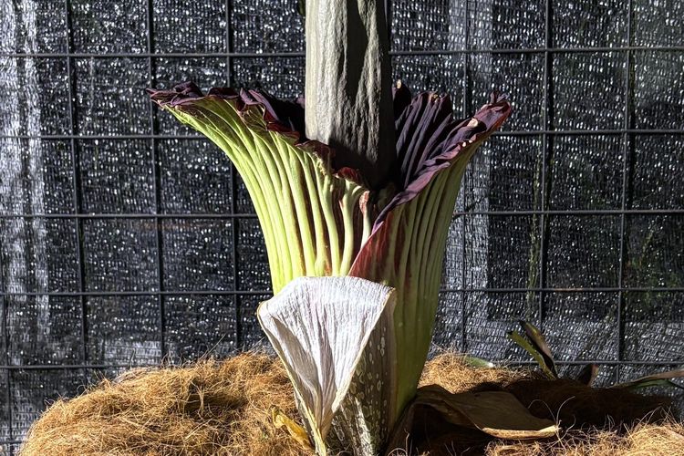 Bunga bangkai raksasa (Amorphophallus titanum) di Kebun Raya Purwodadi, Jawa Timur, mekar sempurna pada Jumat (28/11/2025). Momen langka ini diperkirakan berlangsung hingga Minggu (30/11/2025).