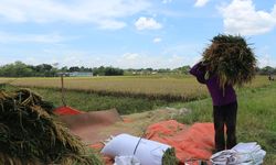 Tak Ada Bakar Padi di Jember   