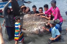 Ikan Raksasa Seberat Satu Ton Ditemukan Nelayan di Poso