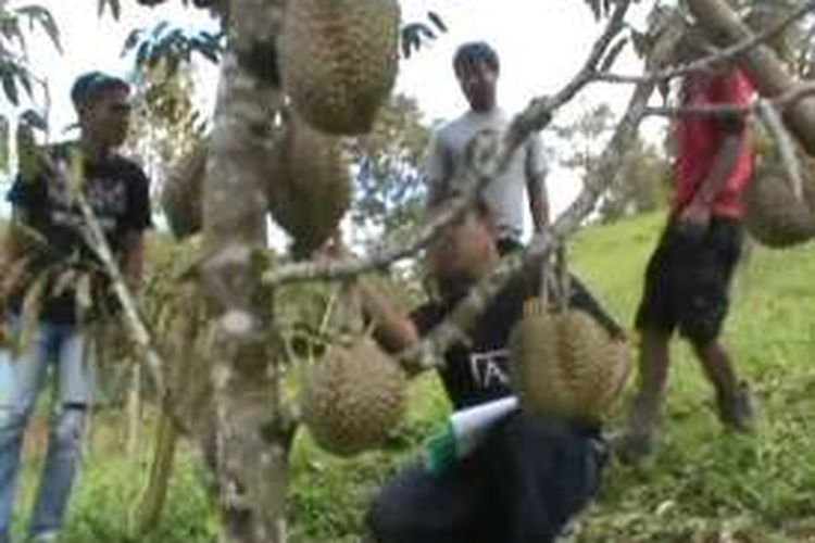 Kawasan agrowisata di Kecamatan Bulo, Polewali Mandar, Sulawesi Barat. Wisatawan tak hanya puas menikmati hamparan tanaman buah durian di areal lahan berkontur, juga bisa belajar tata cara bercocok tanam durian yang baik dan benar agar produktif.