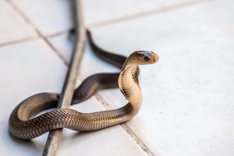 Ilustrasi cara mengusir ular dari rumah