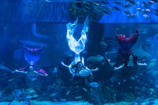 Ada Pertunjukan Mermaid di Jakarta Aquarium & Safari, Cek Jadwalnya