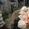 1,5 Ton Keripik Apel Dibakar karena Kedaluwarsa Tak Laku Selama Pandemi