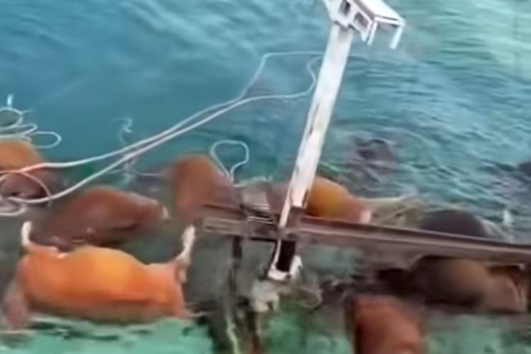 Cuaca Buruk, Kapal Muat Belasan Ekor Hewan Kurban di Selayar Terbalik