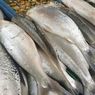 Ini Jenis-jenis Ikan yang Bakal Diatur Pemerintah untuk Cadangan Pangan 