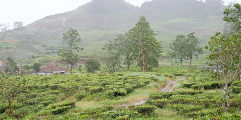 Hamparan kebun teh di Kabupaten Garut. PTPN VIII mengaku sebagian lahan mereka yang ditumbuhi gulma sedang menunggu perbaikan.