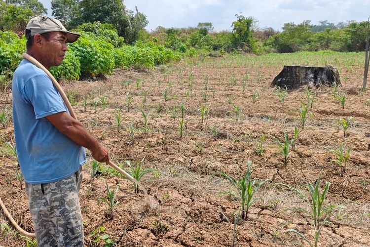 Petani Cabai Kukar Berjuang di Tengah Kemarau: Diserang Kutu Tanah, Ketersediaan Air Pas-pasan
