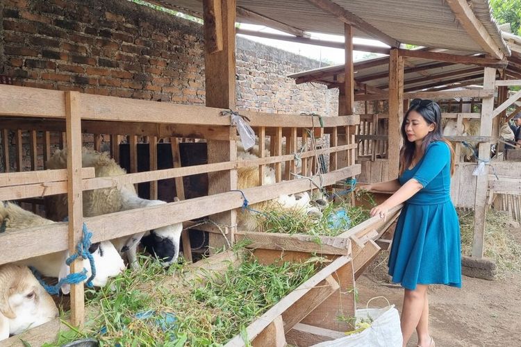 Penjual kambing menawarkan dagangan menggunakan SPG di Kasihan, Bantul.