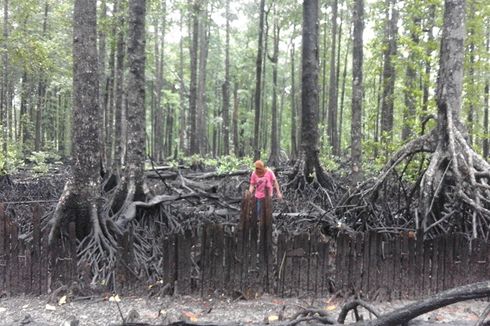 Kisah Makhluk Halus dan Usaha Warga Desa Torosiaje Menjaga Mangrove