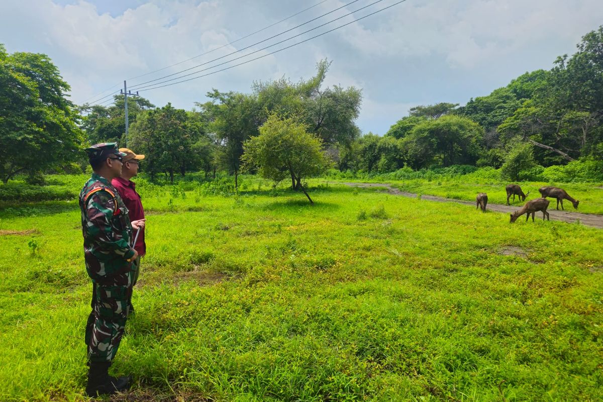 Sebanyak 15 ekor rusa timor (Rusa timorensis) dilepasliarkan di Taman Nasional Baluran Situbondo Provinsi Jawa Timur pada Kamis (6/2/2025). 