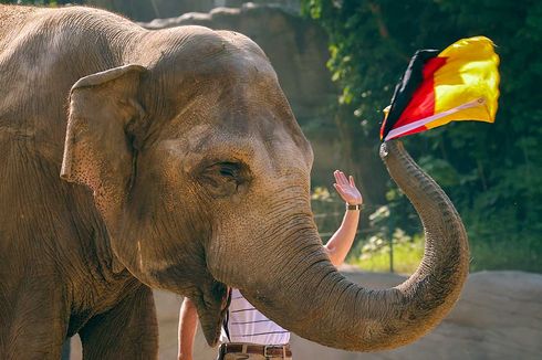 Yashoda, Gajah 42 tahun Peramal Nasib Timnas Jerman di Euro 2020