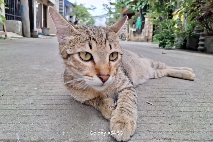 Hasil foto dengan mode pemotretan resolusi penuh 50 MP pada Samsung Galaxy A54 5G.