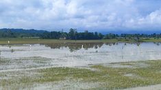Derita Petani Amohalo Kendari, Sawah Terendam Banjir dan Terancam Gagal Panen, Rugi Ratusan Juta Rupiah