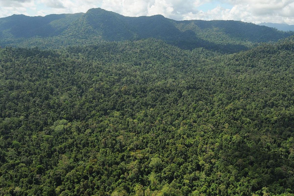 Ilustrasi hutan Kalimantan di negara bagian Sabah, Malaysia.
