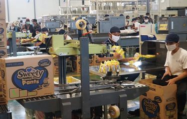 Softex Indonesia Buka Lowongan Kerja Lulusan S1, Ayo Daftar ...