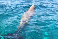 Ketahui 5 Hal Tentang Mawar, Dugong Langka di Selat Pantar Alor