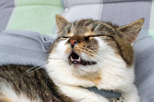 Apa Tandanya jika Kucing Peliharaan Anda Kesulitan Bernafas?