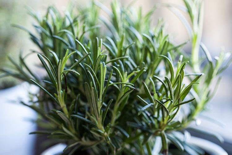 Ilustrasi tanaman rosemary, daun rosemary.