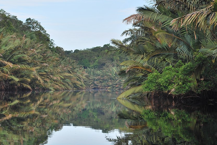 Taman Nasional Berbak, Sumatra