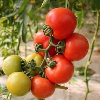 Ilustrasi tanaman tomat