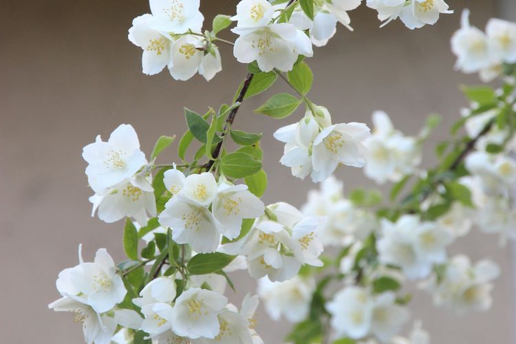 Ilustrasi bunga melati.