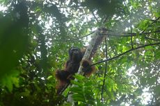 Empat Orangutan Jantan Dilepasliarkan di Kawasan Hutan Lindung Kaltim 