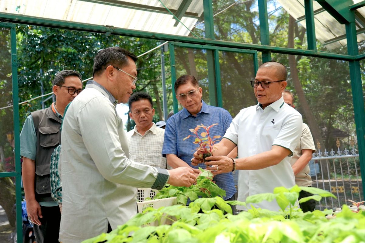 Bupati Bandung Dadang Supriatna didampingi Wakil Kepala Badan Gizi Nasional memanen perdana program Gertaman di area Rumah Dinas Bupati, Kabupaten Bandung, pada Kamis (19/3/2026).