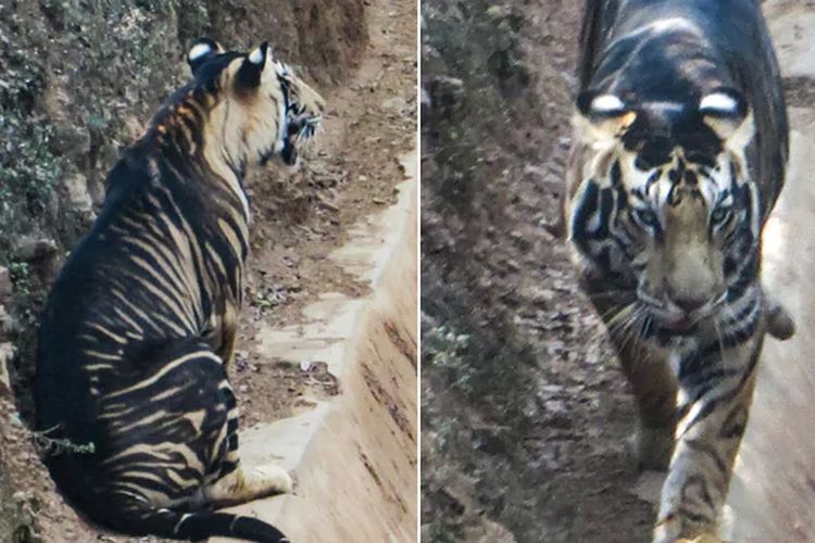 Kemunculan harimau hitam di Odisha, India, yang berhasil diabadkan oleh fotografer amatir Soumen Bajpayee   pada Februari 2019.