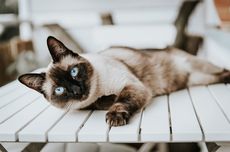 Penyebab Stres pada Kucing dan Cara Menghadapinya Menurut Dokter