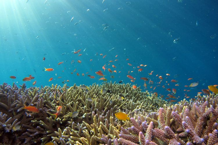 Dari Fiji hingga Raja Ampat, berikut beberapa destinasi menyelam di dunia yang bisa dikunjungi berkat daya tarik masing-masing.