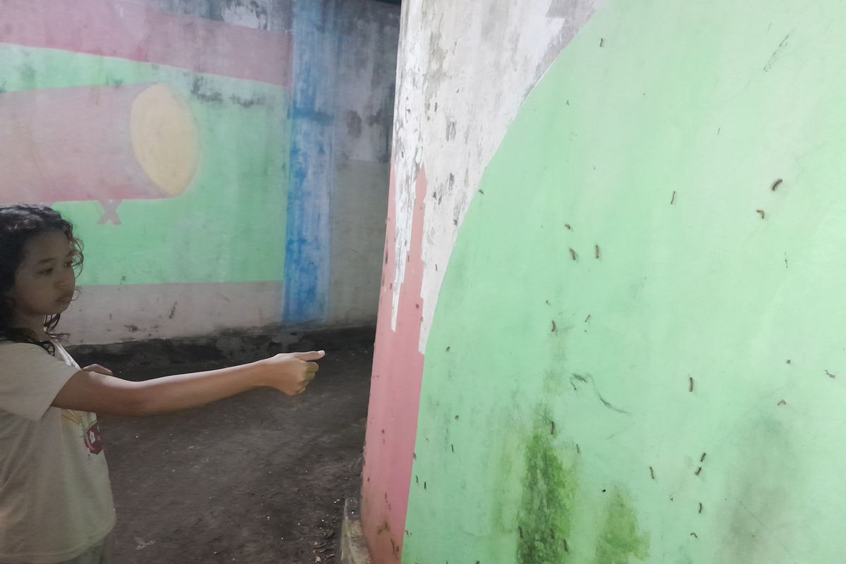 Foto: Kondisi wilayah yang diserang hama ulat bulu di RT 4 RW 10 Kelurahan Mimbaan, Kecamatan Panji, Kabupaten Situbondo pada Senin (20/2/2023).