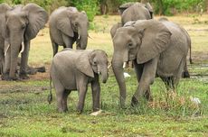 Mengapa Gajah Bermigrasi Secara Beriringan?