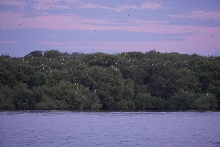 Ratusan burung air di Kampung Blekok Situbondo hinggap di hutan mangrove jelang malam hari