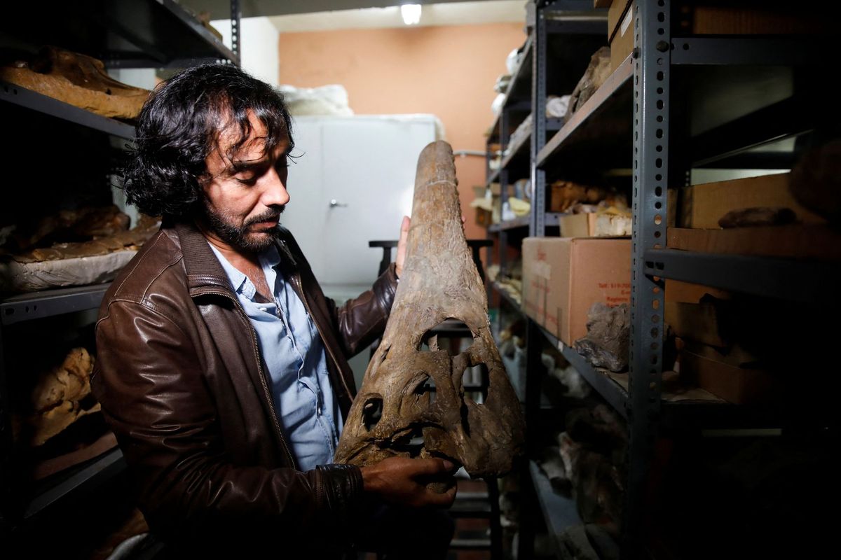 Ahli paleontologi, Rodolfo Salas-Gismondi menunjukkan tengkorak dari fosil buaya prasejarah yang ditemukan di Gurun Sacaco, Peru.