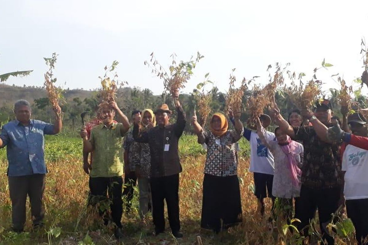 Kelompok Tani (Poktan) Rukun Agawe Makmur Beji Patuk bersama DPP Kabupaten Gunungkidul melakukan panen kedelai.